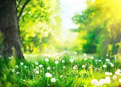 認識標靶藥品Rituximab